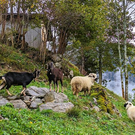 Panoramahof Bergglueck Daire Mellau Dış mekan fotoğraf