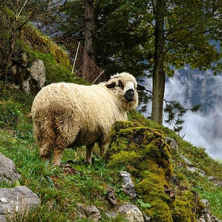 Panoramahof Bergglueck Daire Mellau Dış mekan fotoğraf