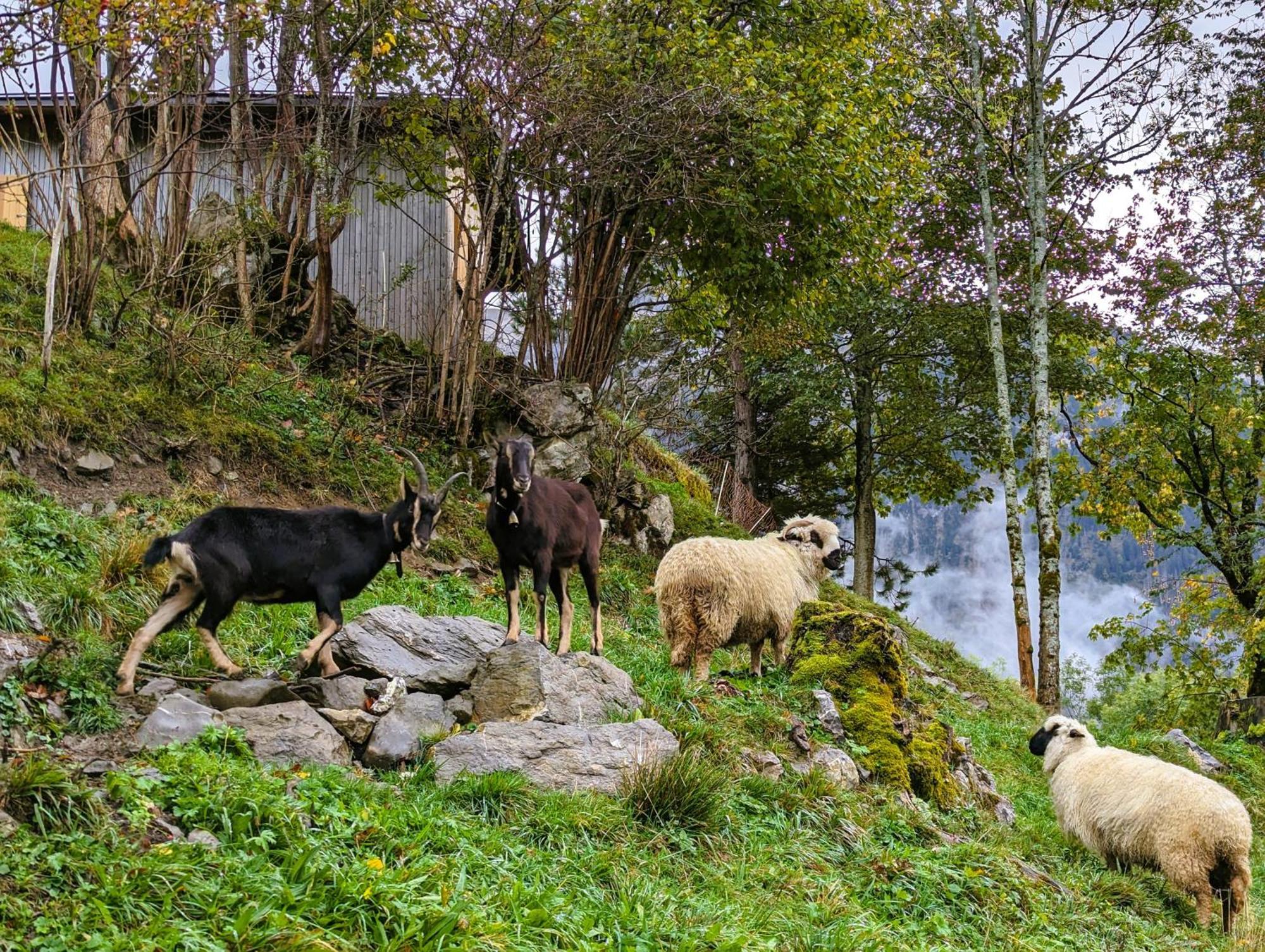 Panoramahof Bergglueck Daire Mellau Dış mekan fotoğraf