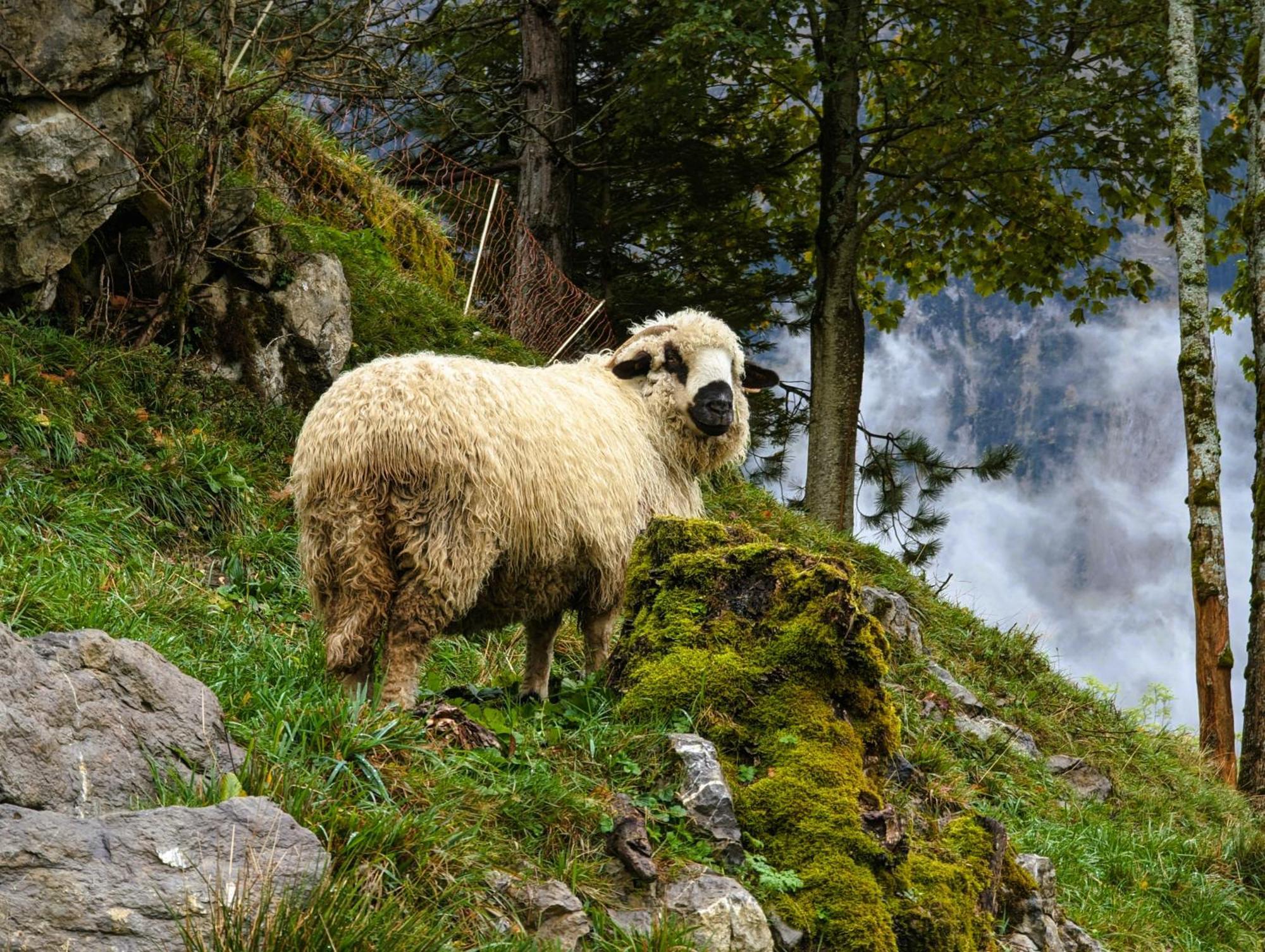 Panoramahof Bergglueck Daire Mellau Dış mekan fotoğraf