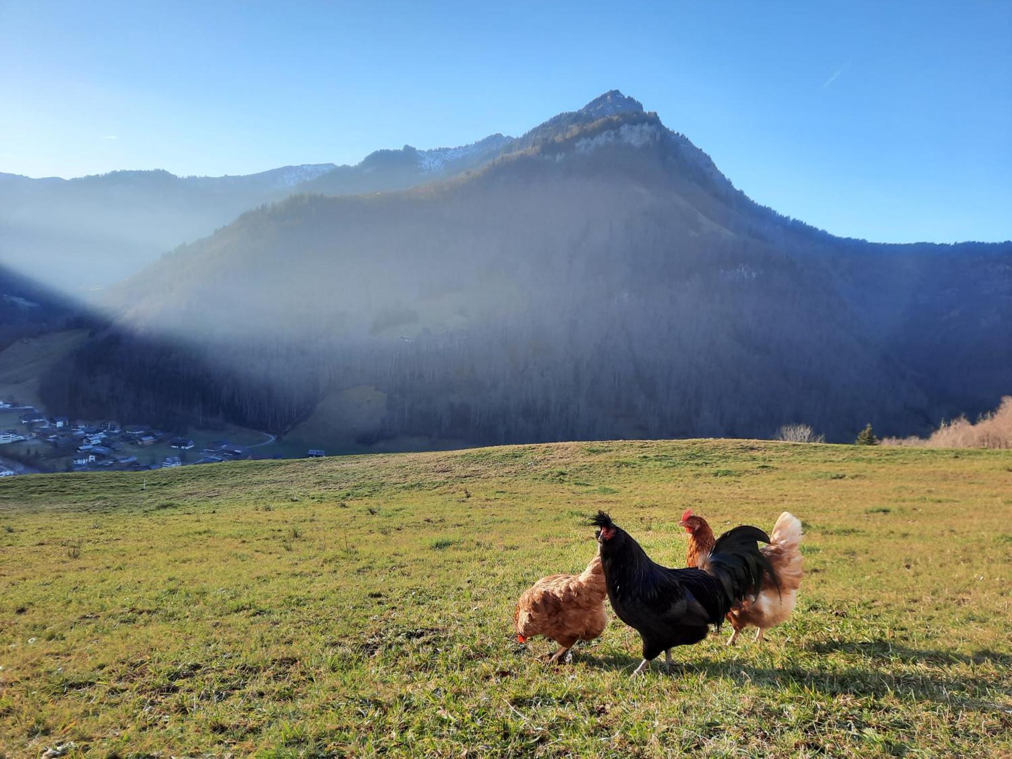 Panoramahof Bergglueck Daire Mellau Dış mekan fotoğraf